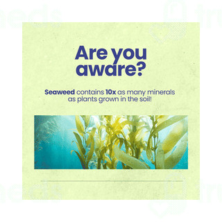Activist Kelp Capsule 60