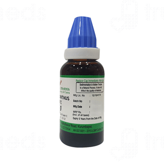 Hering Pharma Phylanthus Niruri Q Mother Tincture 30 ML