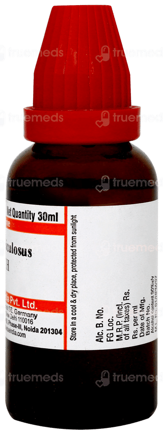 Dr Willmar Schwabe Fucus Vesiculosus 30ch Dilution 30ml