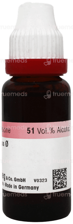 Dr Reckeweg Pothos Foetidus Q Mother Tincture 20Ml Dr Reckeweg Pothos Foetidus Q Mother Tincture 20Ml