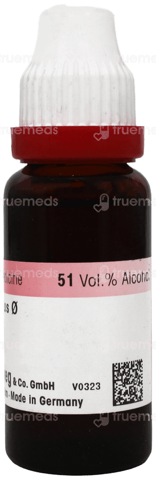 Dr Reckeweg Pothos Foetidus Q Mother Tincture 20Ml