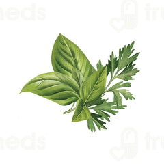 Biotique Basil And Parsley Revitalizing Body Soap 150 Gm