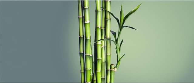 Weight Management & Metabolic Health
