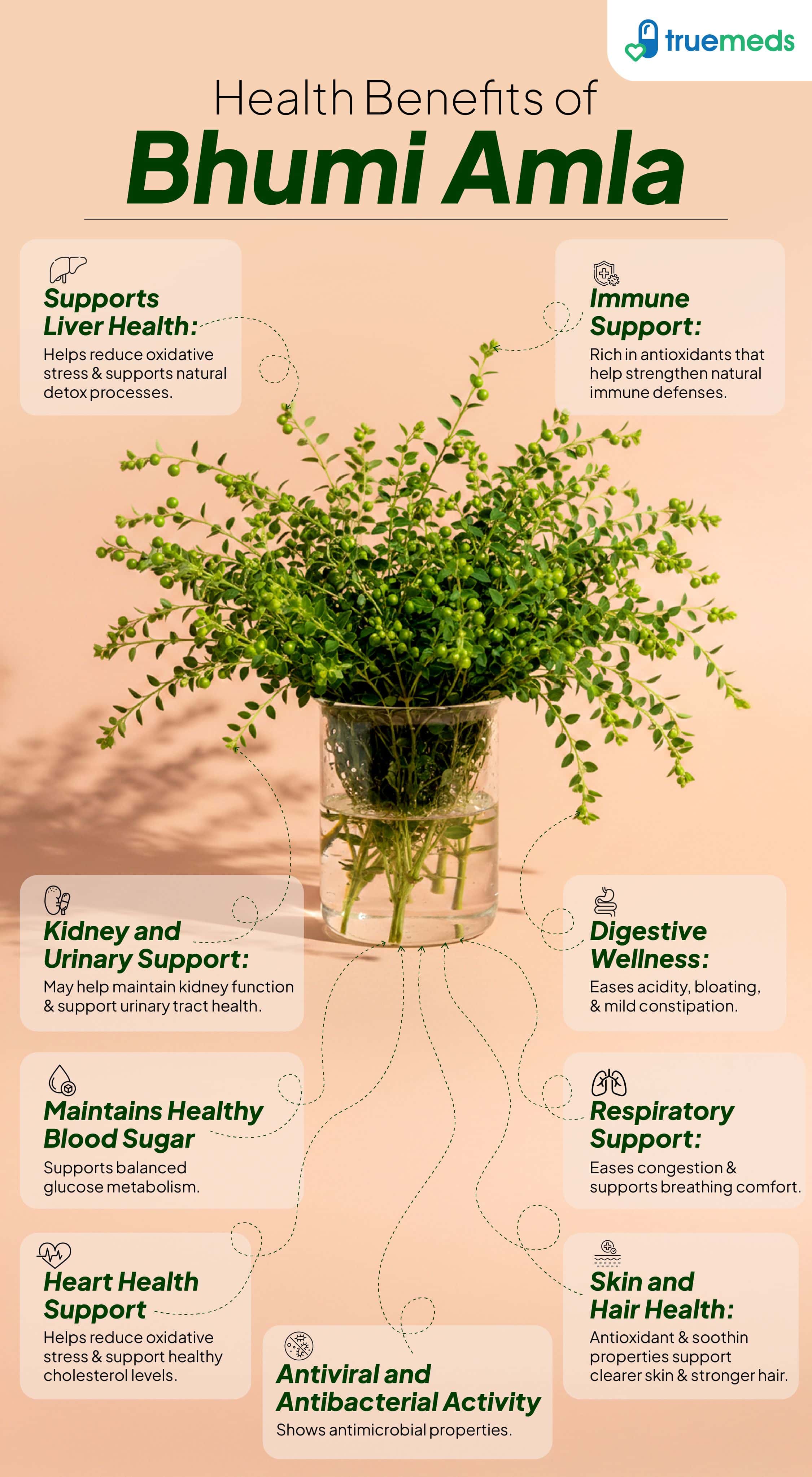 An infographic highlighting bhumi amla benefits for liver health, immunity, digestion, blood sugar, skin, and kidneys.