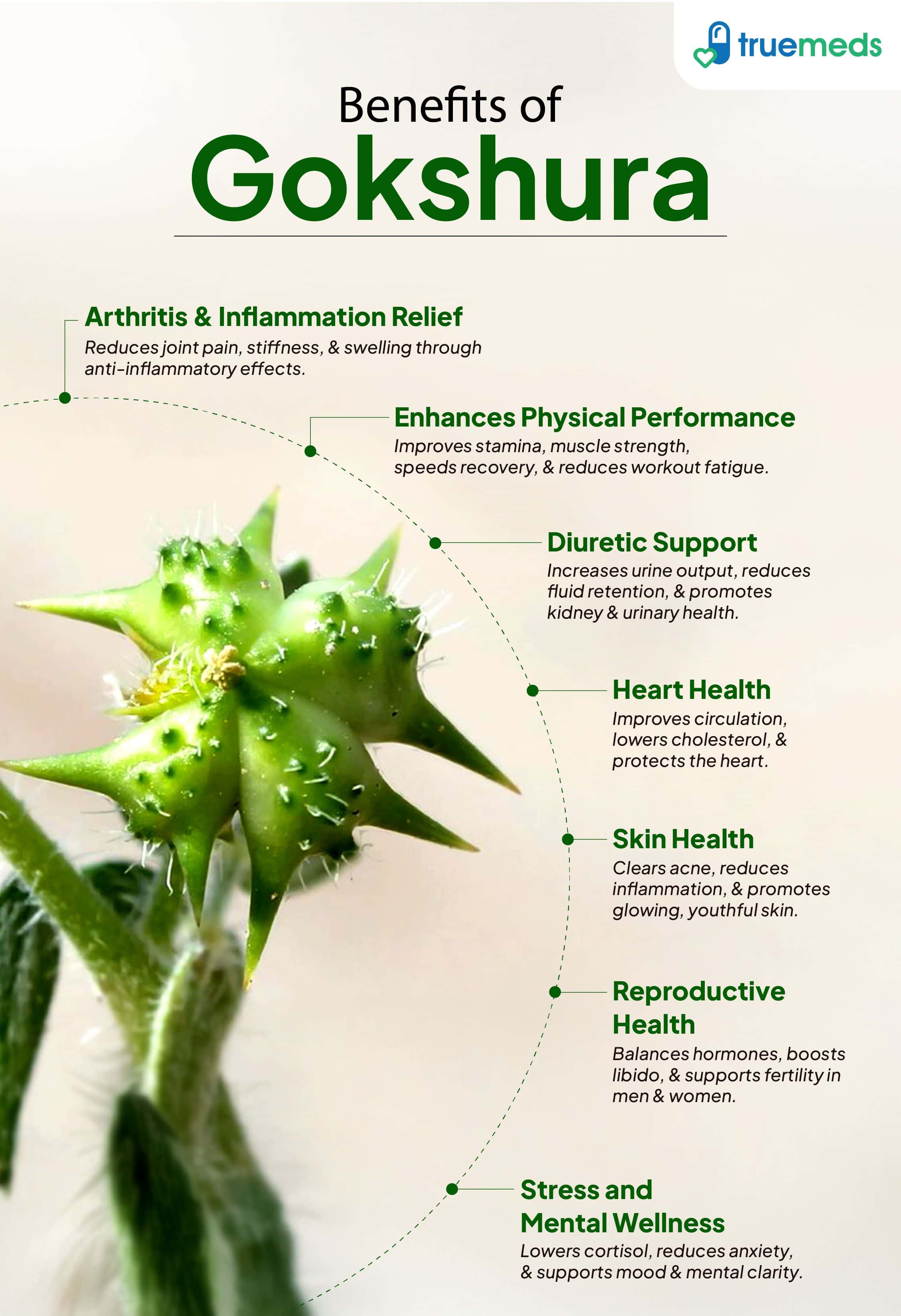 An infographic highlighting gokshura benefits for stamina, urinary health, heart health, skin, hormones, and stress relief.