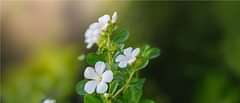 Brahmi