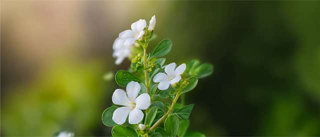 Stress Relief and Health Support