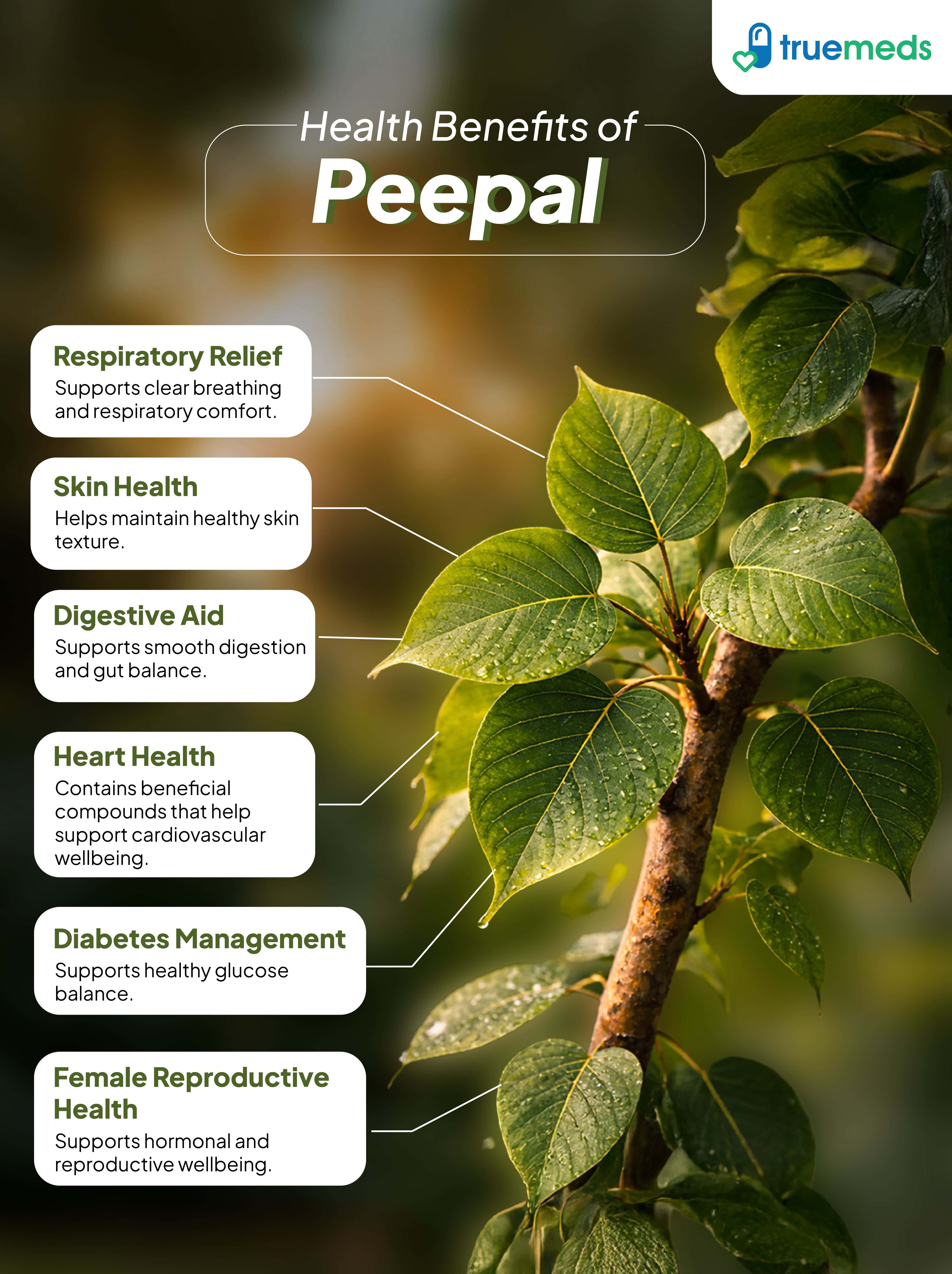 An infographic highlighting peepal benefits for respiration, digestion, health and glucose balance..