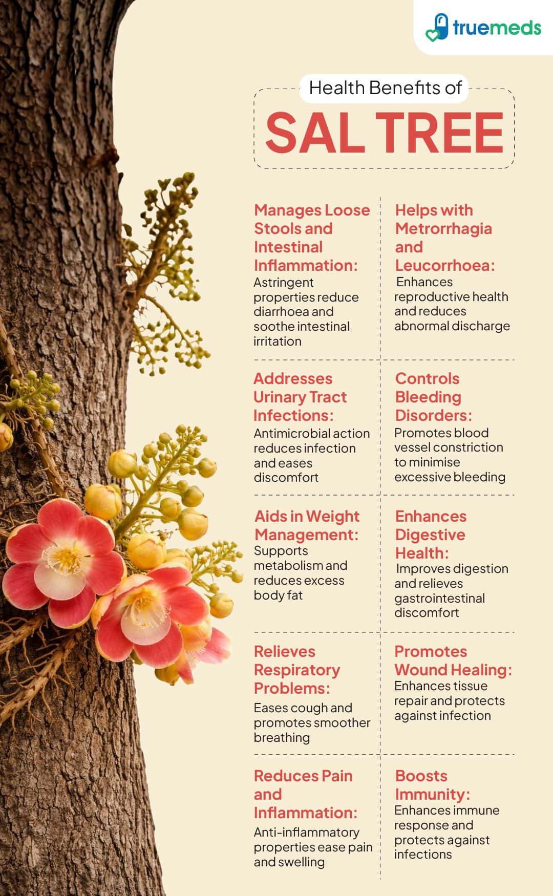 image of health benefits of sal tree