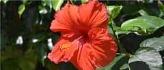 Hibiscus