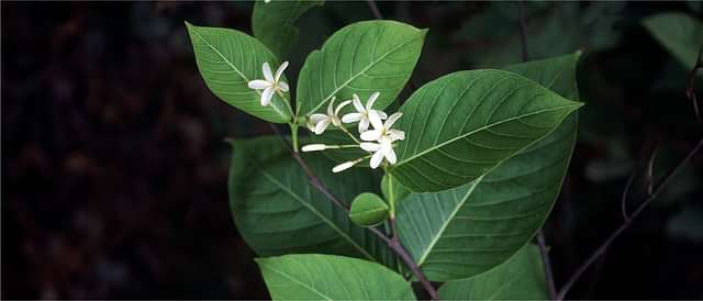 Urinary Health