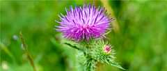 Milk Thistle