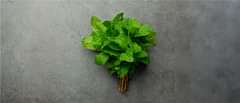 Pudina