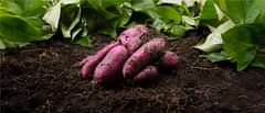 Sweet Potato