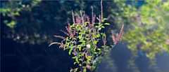 Tulsi
