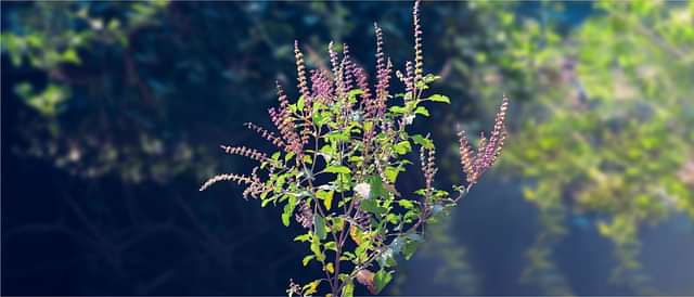 Immunity & Respiratory Health