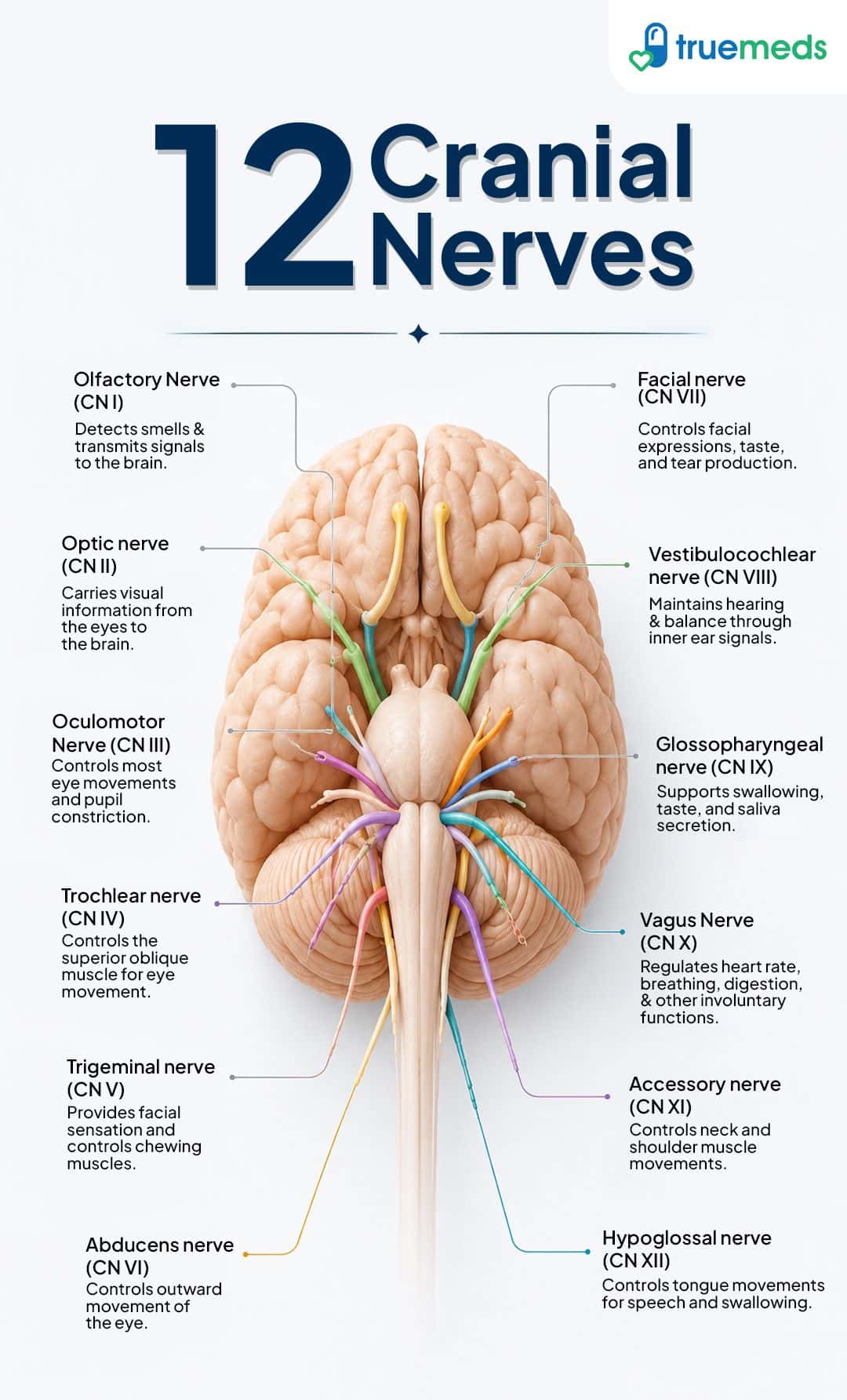 12 cranial nerves and their functions in the human brain.