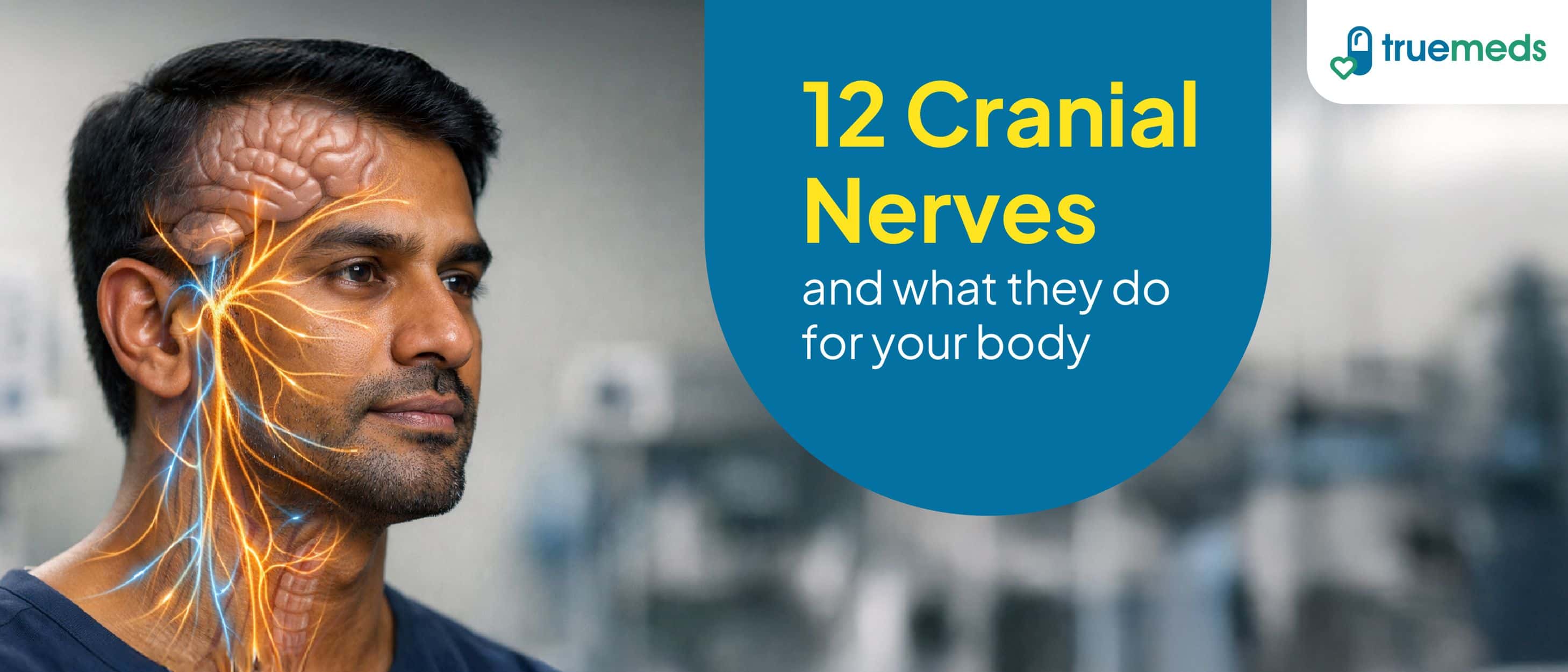 12 Cranial Nerves and Their Functions – A Complete Guide