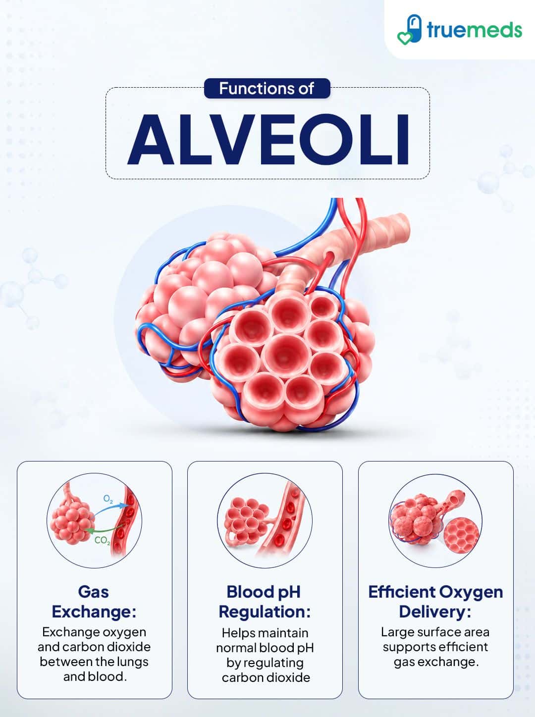 Alveoli function in lungs showing oxygen and carbon dioxide gas exchange.