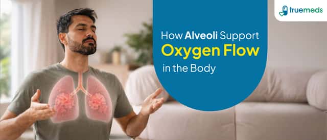 Alveoli: Structure, Function & Role in the Lungs