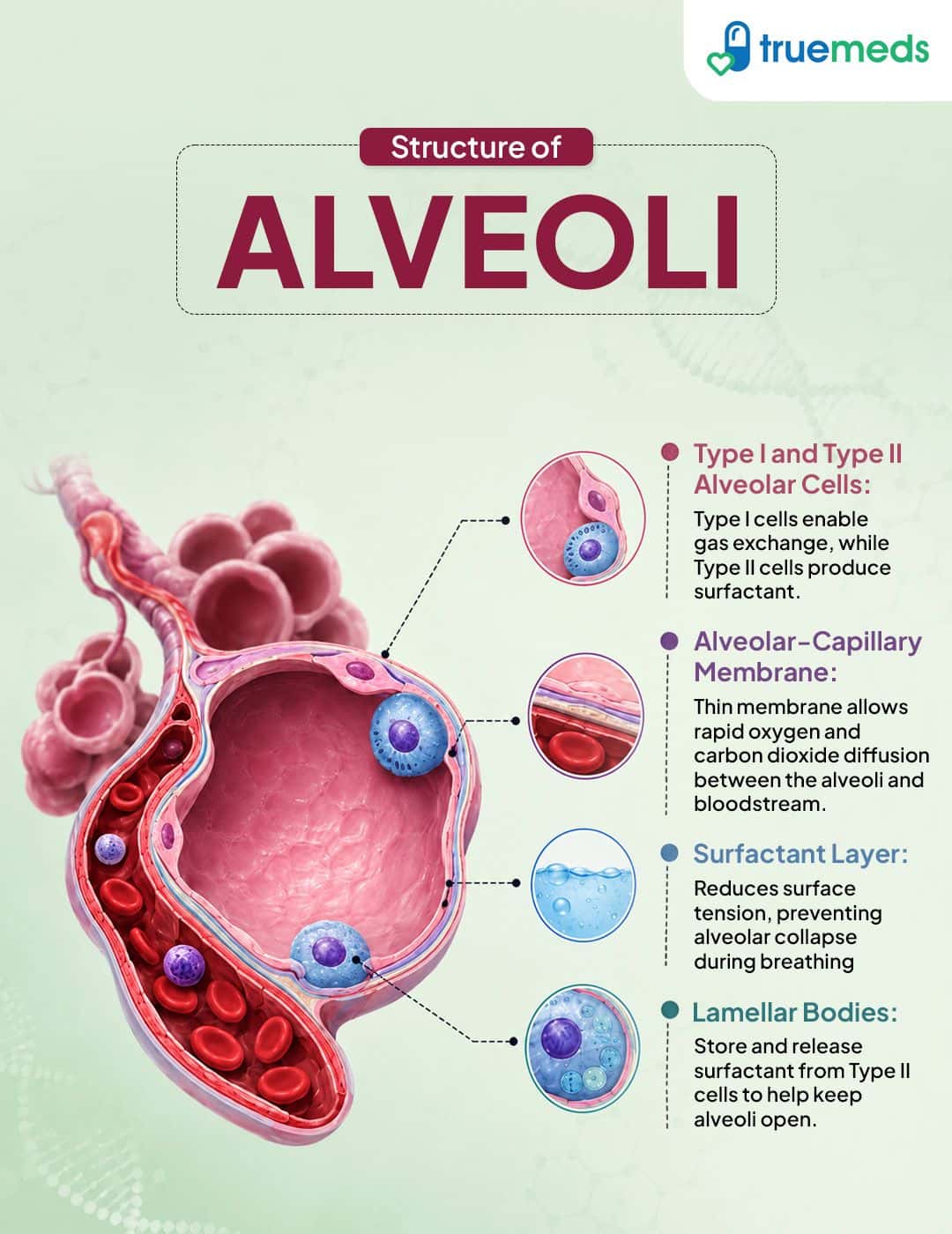 Alveoli structure in lungs showing Type I and Type II cells capillaries and surfactant layer.