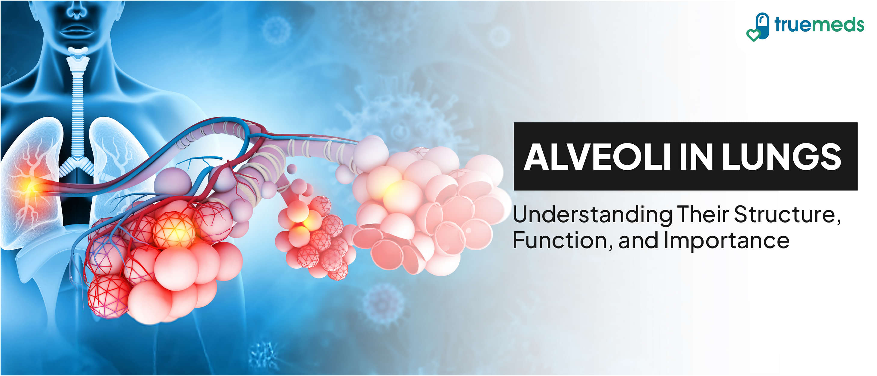 Alveoli: Structure, Function &amp; Role in the Lungs