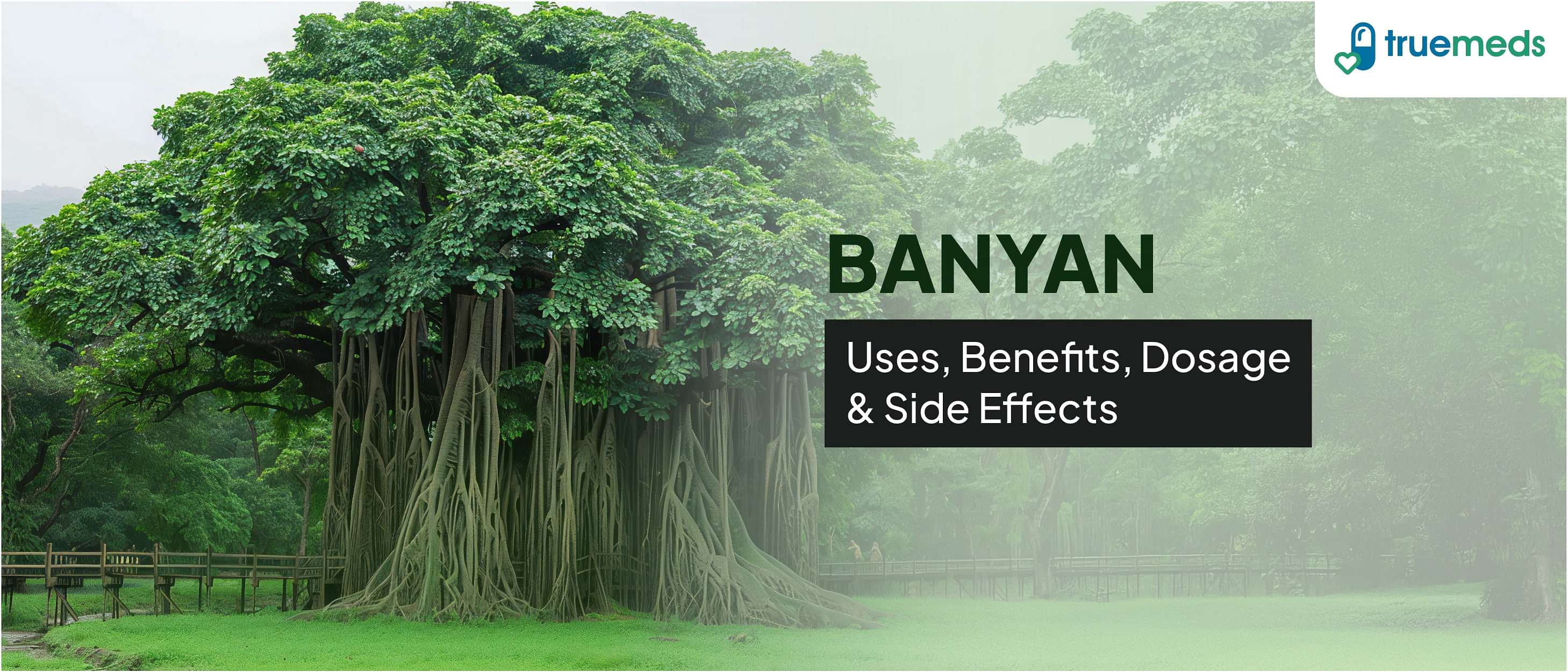 Banyan (Bargad): Uses, Benefits, Dosage &amp; Side Effects