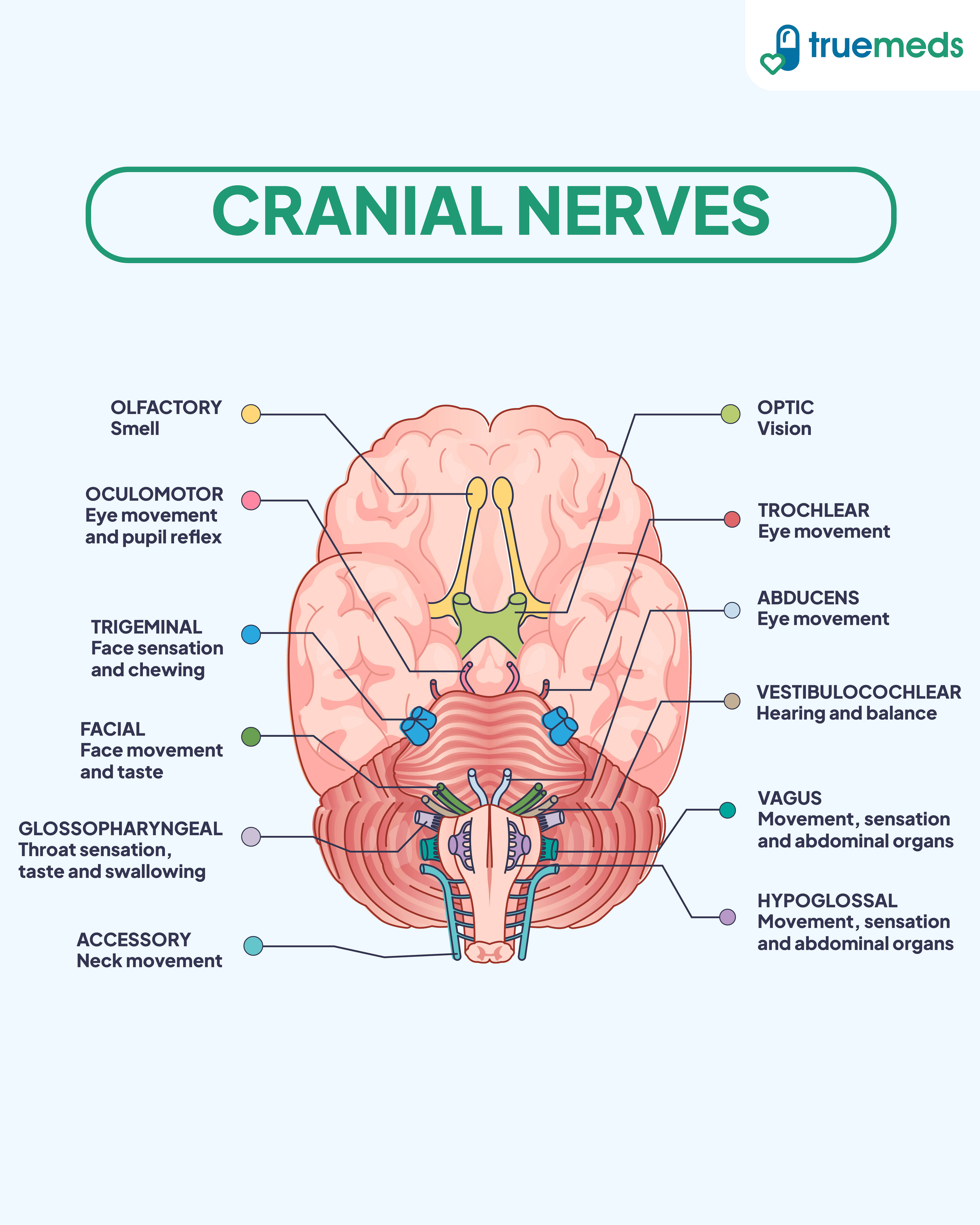 Diagram of 12 cranial nerves with locations and functions labeled on the brain.