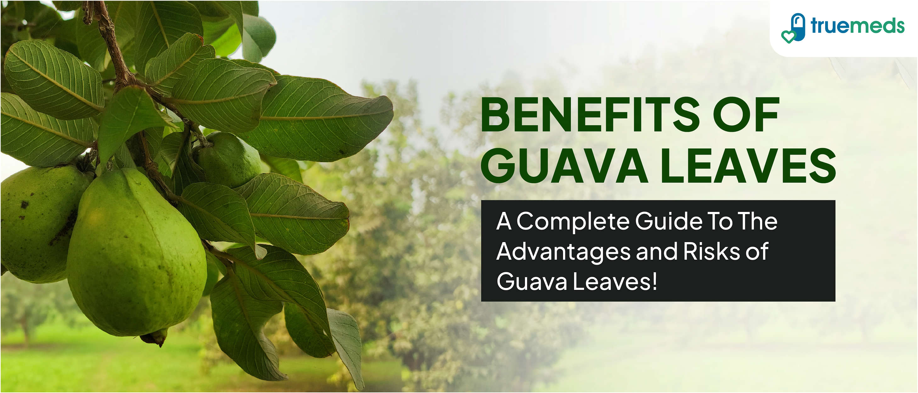 Guava Leaves Health Benefits, Nutrition Value, Side Effects and Much More!