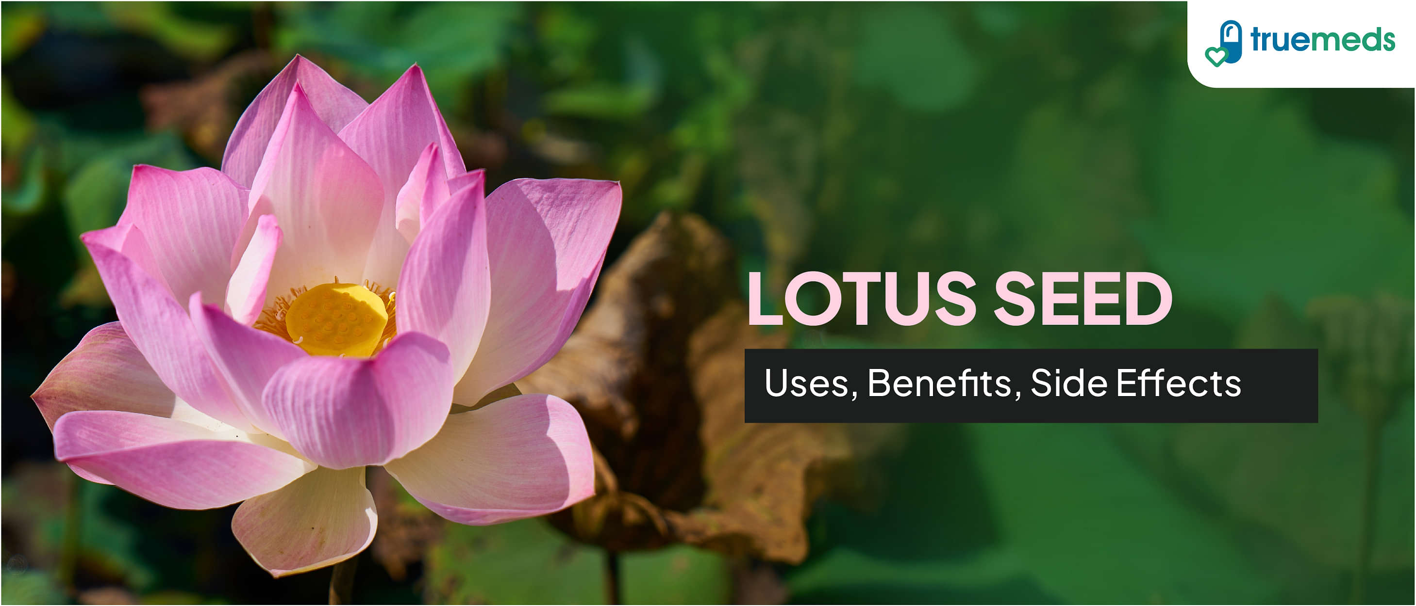 Lotus Seed (Makhana): Uses, Benefits, and Side Effects