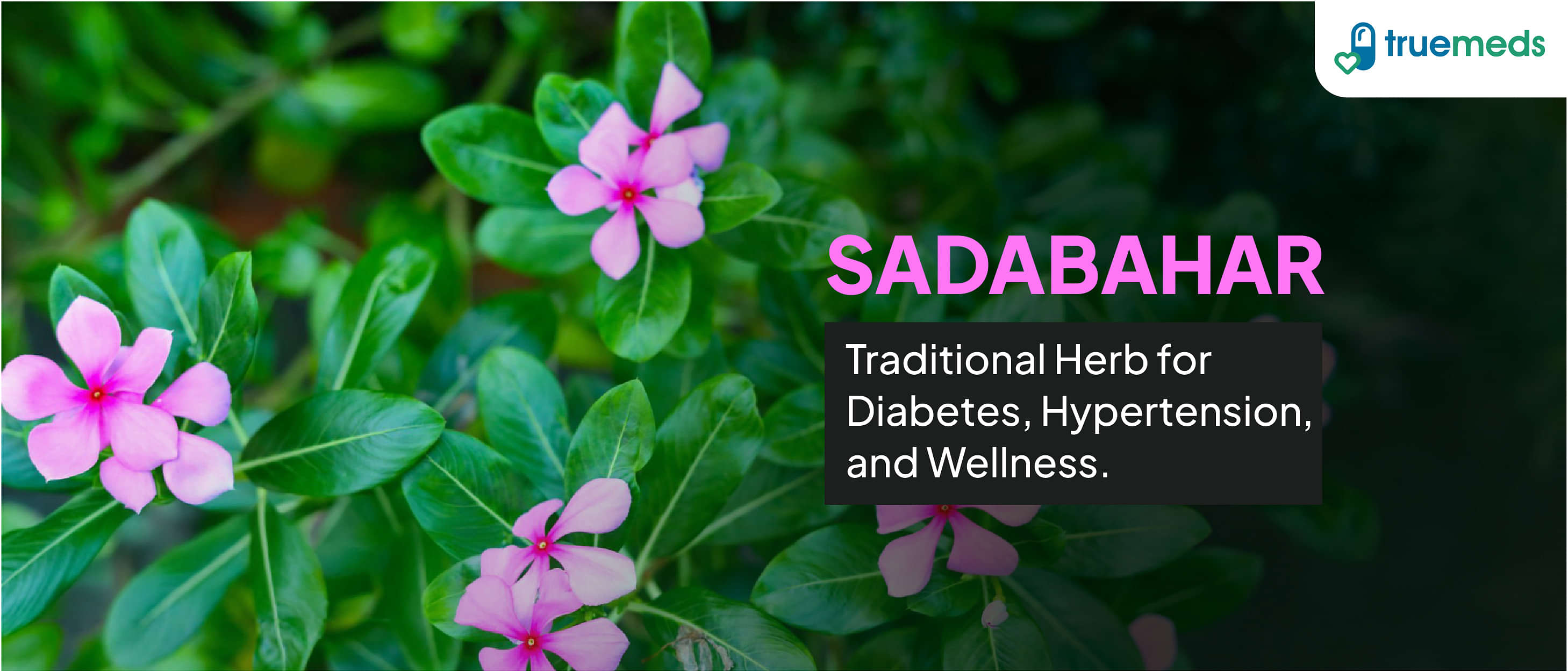 Sadabahar: Uses, Benefits and Side Effects