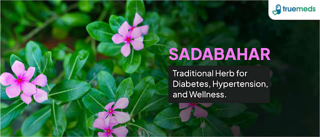 Sadabahar: Uses, Benefits and Side Effects