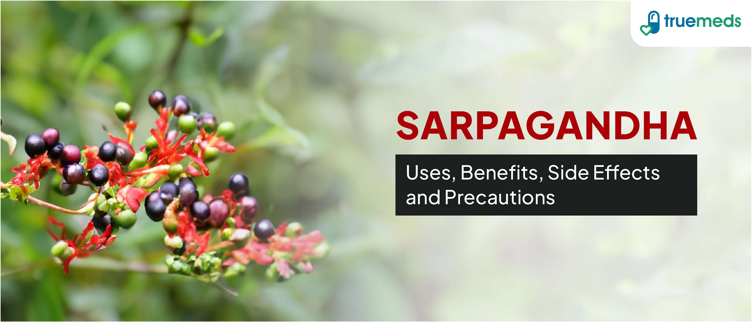 Sarpagandha: Uses, Benefits, Side Effects and Precautions